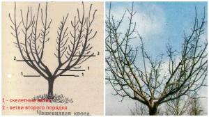 Descriviamo come creare una corona di Apple Trees: Raccomandazioni e la consulenza di specialisti giardinieri