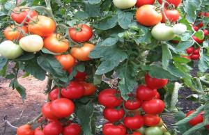 Concime per pomodori che aumenta fino a 10 volte la formazione delle ovaie.