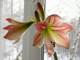 Stanchi di aspettare per quando Hippeastrum Bloom? Alcuni consigli per aiutare splendido impianto