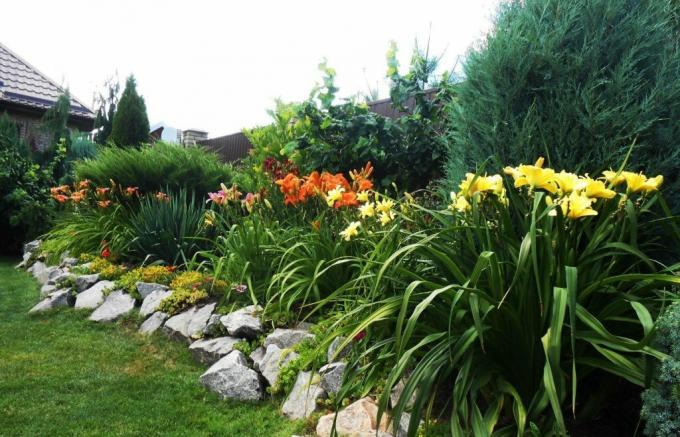Bella aiuola lungo la recinzione: daylilies in armonia con i vicini più grandi