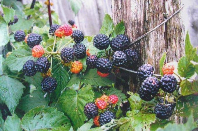 Assicurati di prestare attenzione alla robustezza delle varietà, la dimensione di frutti di bosco, la produttività e, naturalmente, recensioni veri giardinieri. Su Internet abbondano!