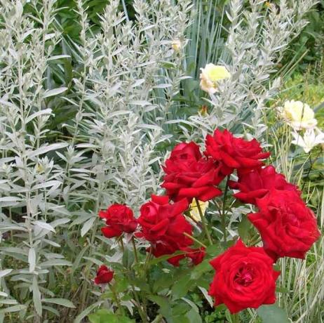 Rose buona con piante d'argento. Foto: flo.discus-club.ru