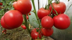 Impollinazione artificiale di pomodori può aumentare la resa di 2 volte
