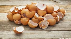 Guscio d'uovo: 3 applicazioni utili nel giardino autunno