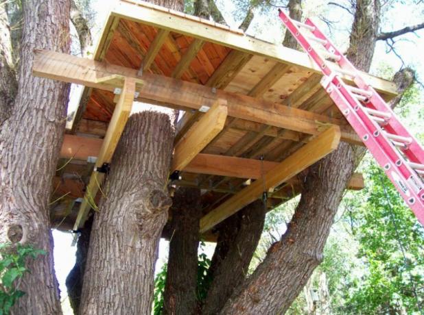 La costruzione della casa albero inizia con un complesso di supporto