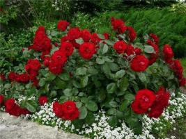 La maggior parte delle rose arbustive in un giardino per la coltivazione