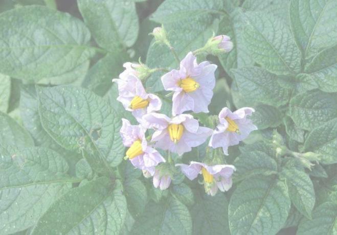 fioritura di patate (foto da dacha-mechta.com)