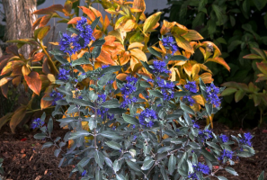 Arbusto ornamentale - Barbablù o Caryopteris. Bellezza nel vostro giardino