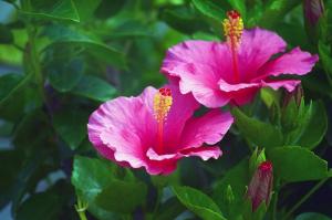 Hibiscus syriacus: come far crescere e la cura