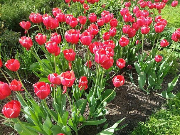 Aiuola con tulipani alla luce del sole maggio