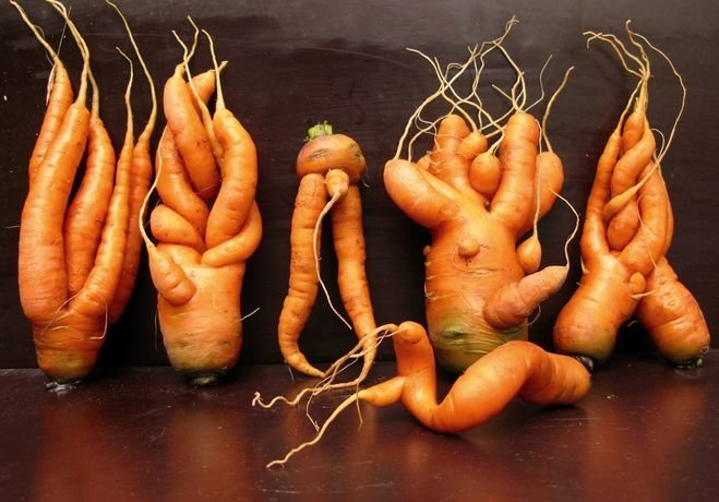 fenomeni da baraccone o perché la carota cresce curve | Giardinaggio e orticoltura