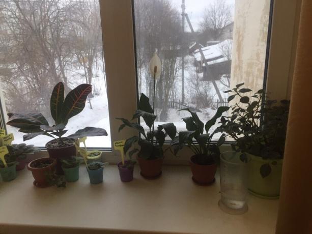 Piante in vaso sul davanzale della finestra della mia camera da letto. Tre di loro sarà presto dire addio!
