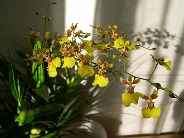 Yellow Oncidium, che mi è piaciuto. Foto: zakupator.com