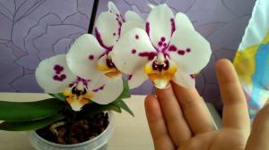 E 'possibile tenere in casa delle orchidee