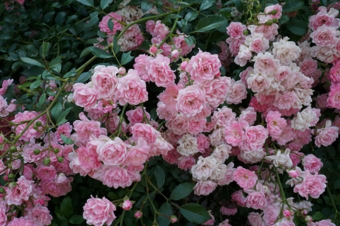 Groundcover rose fioriscono sui germogli di diverse età 
