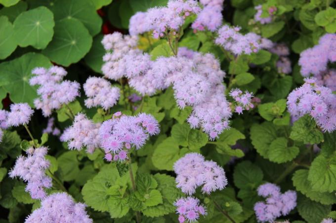 Ageratum nel mio giardino. Estate 2018