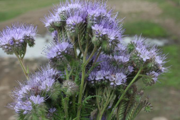 Phacelia ha meravigliosa proprietà fitosanitaria