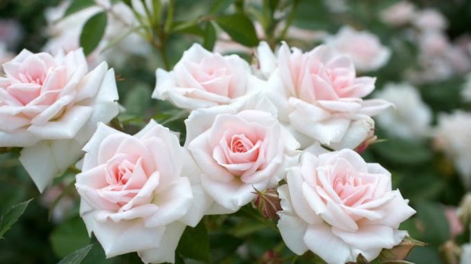 rose profumate in giardino (foto) -desktopwallpapers4.me