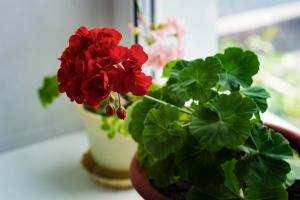 Pelargonium: i segreti di una crescita sana