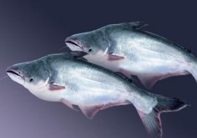 Pangasio pesce: il bene e le recensioni