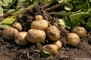 Ripristinare il terreno dopo il raccolto delle patate
