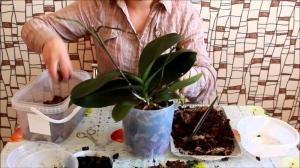 Il successo del trapianto di phalaenopsis: 7 punti