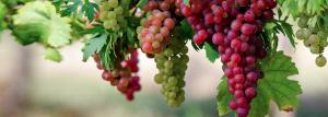 Un modo rapido per l'allevamento di uva