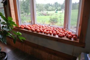4 modi corretti per accelerare pomodori maturazione sul davanzale Pour-ka