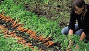 La corretta messa a dimora di carota: metodo efficace per aumentare la germinazione e il raccolto
