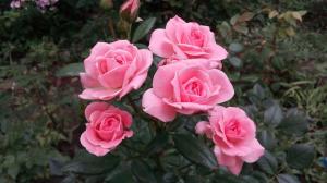 Rose nel giardino per i "Dummies": 5 regole per chi decide di piantare un fiore