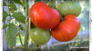 6 delle migliori varietà di pomodoro per la serra e campo aperto