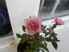 Come fare una casa di fiori rosa. consigli pratici