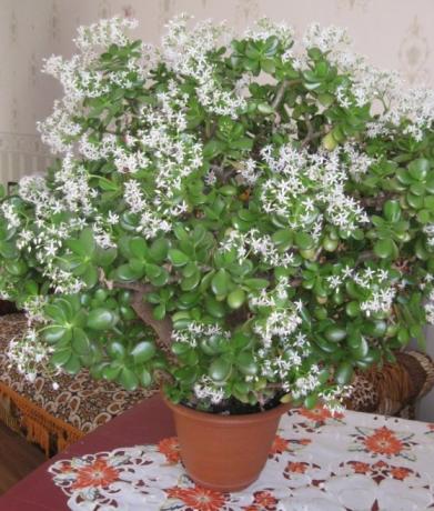 Un altro grande esempio di un Crassula fioritura