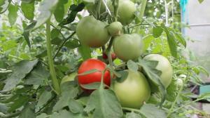 Cura di pomodori nel mese di agosto, con conoscenza della materia. Fruttificazione al massimo