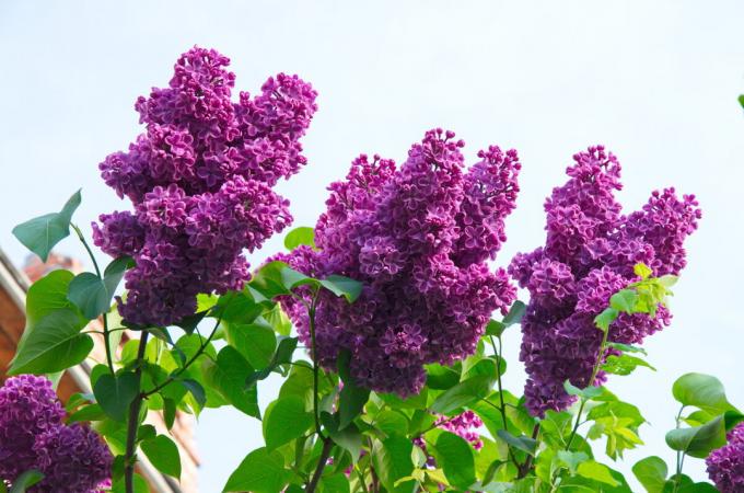Lilac amore per i colori brillanti!