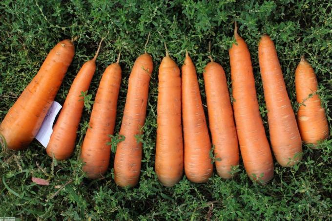 Harvest carote grade "Canada" (foto scattate con il sito amurskij-dachnik.ru)