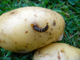 Come proteggere le patate da wireworm: e perché è nessuno indovinato