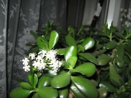 Come Crassula (albero di denaro) bella. Semplici, ma consigli operai