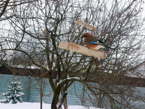 Jay su una mangiatoia per uccelli - presagi, segno di buon auspicio. Foto: ecosfera48.ru