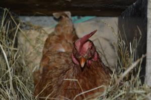 Un pollaio in inverno senza riscaldamento (parte 1): economico e semplice