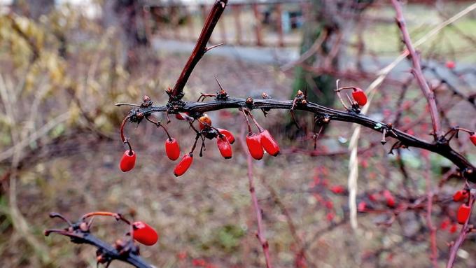 Rametto di crespino nel tardo autunno (fotokto.ru)