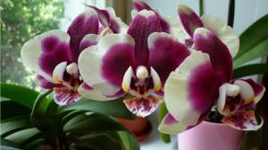 L'acido succinico per orchidee. Vantaggi e modalità di utilizzo