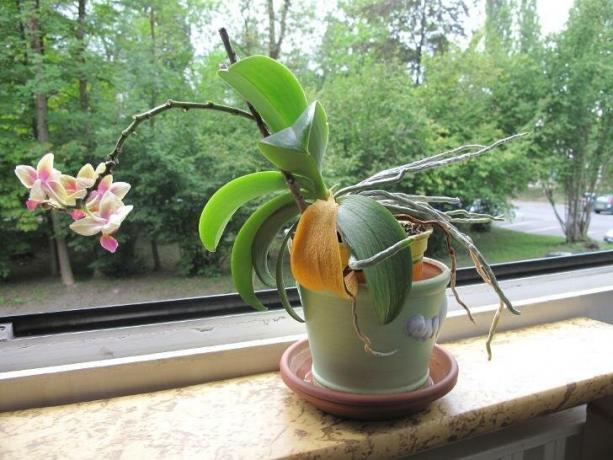 Il quadro che spaventa molti proprietari di orchidee