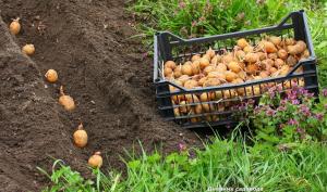 Truckers per piantare le patate sul sito?