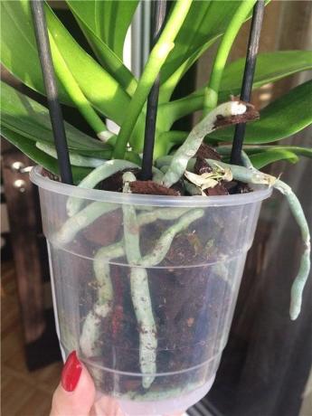 vaso di plastica - il più preferito per la Phalaenopsis