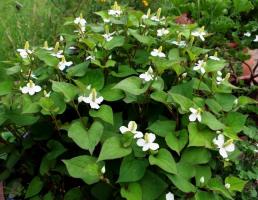 Hauttyuyniya o Tsvetik-semitsvetik: Fiori di giardino