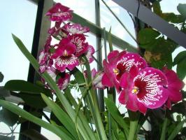 Cura orchidea casa Milton