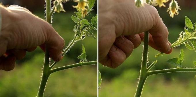 Imparare a pizzico di pomodoro | foto econet.ru Fonte