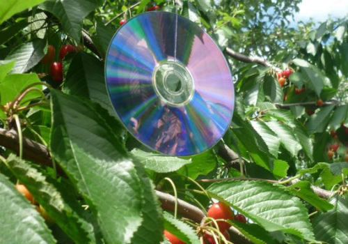 CD sulla ciliegia