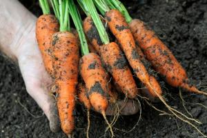 Ciò che può essere piantato le verdure in inverno